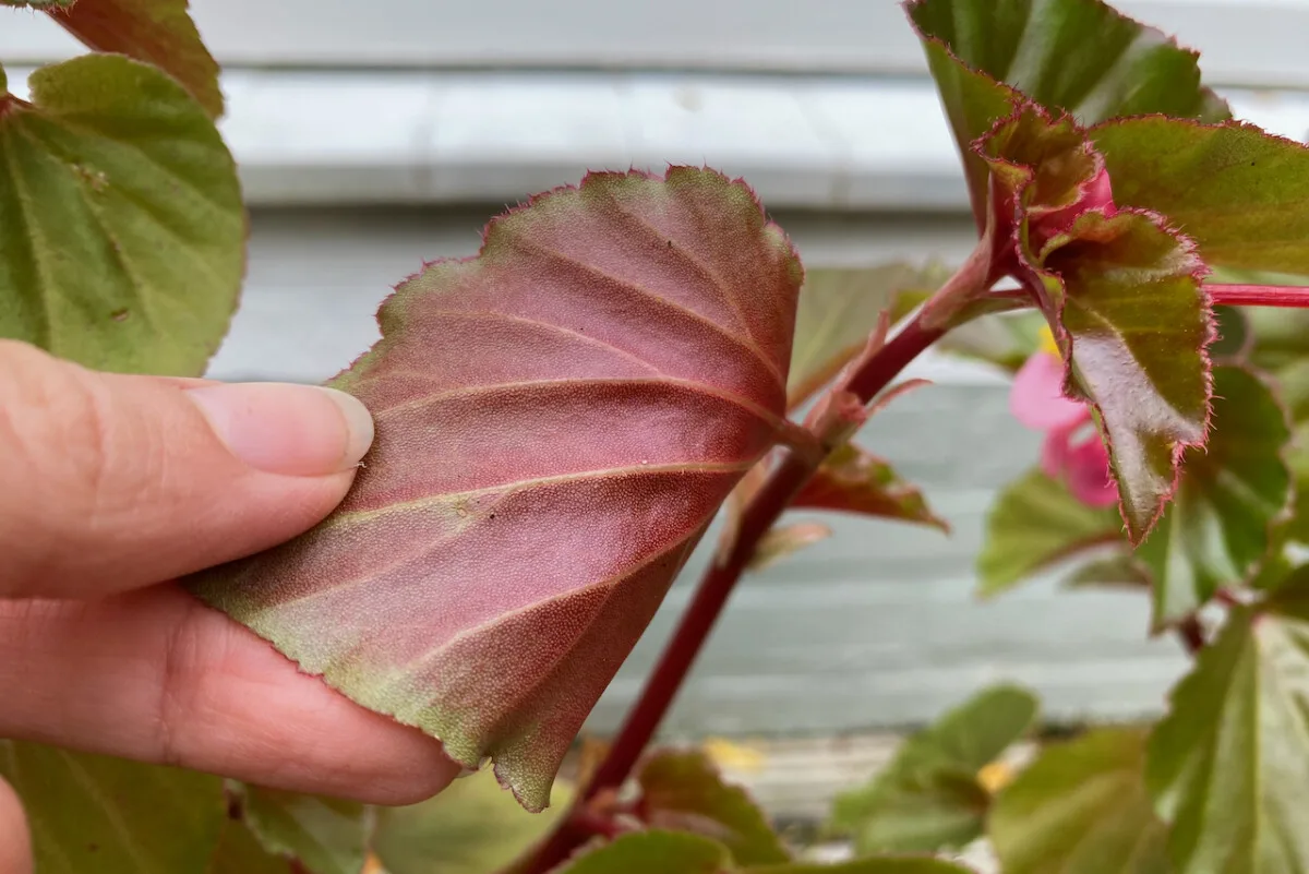 woman's fingers holding a begonia leaf