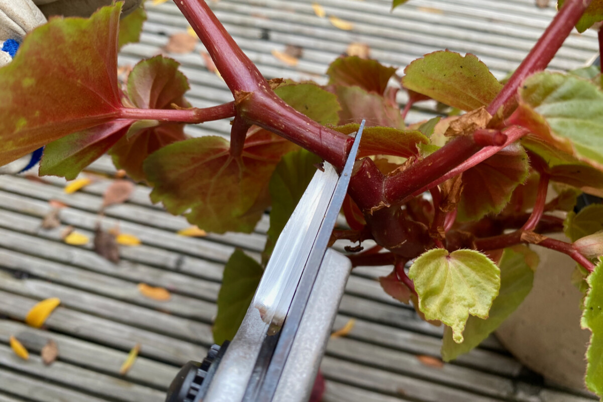 Hand pruners cutting a begonia stem.