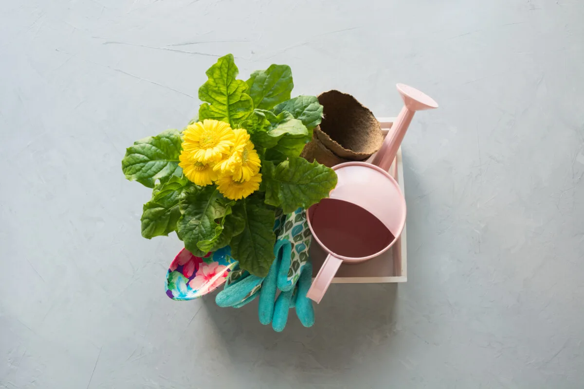 Gerbera daisy, watering can, gloves and spade