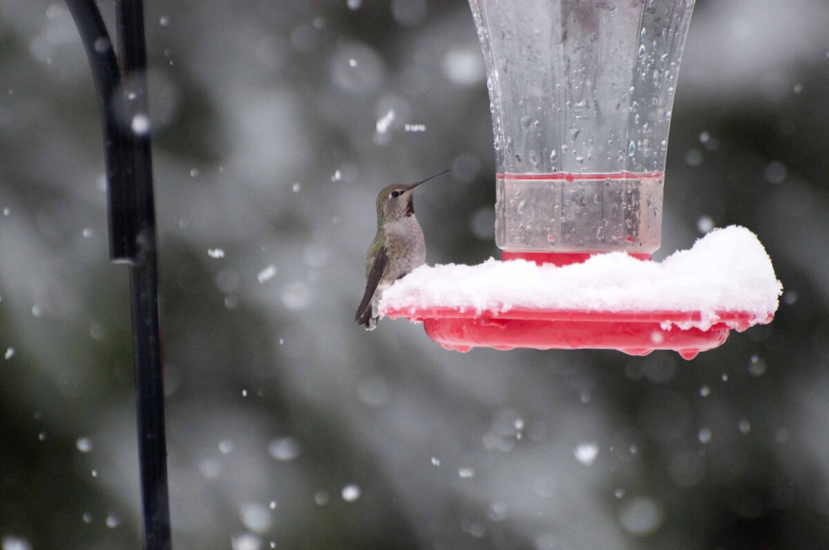 Hummingbird on a snowy bird feeder