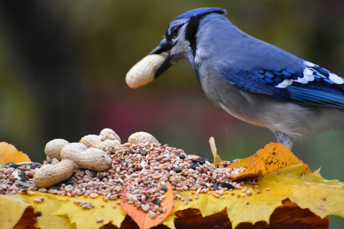 Blue jay eating a peanut