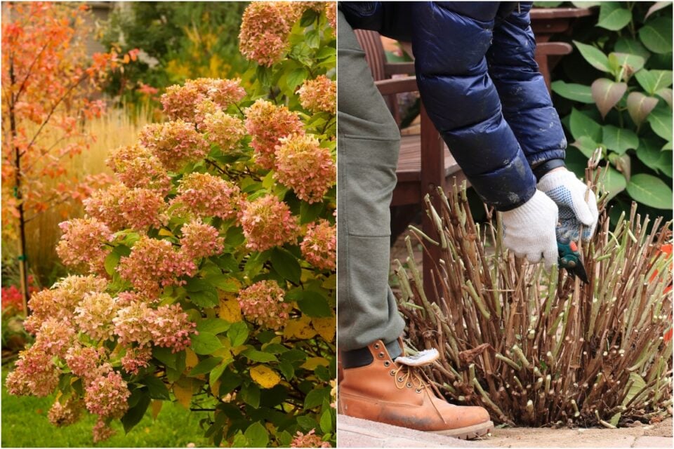 Can Hydrangeas Be Transplanted In The Fall