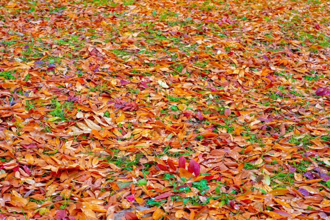 Leaves covering lawn