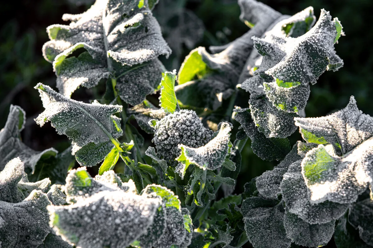 Broccoli covered in frost. 