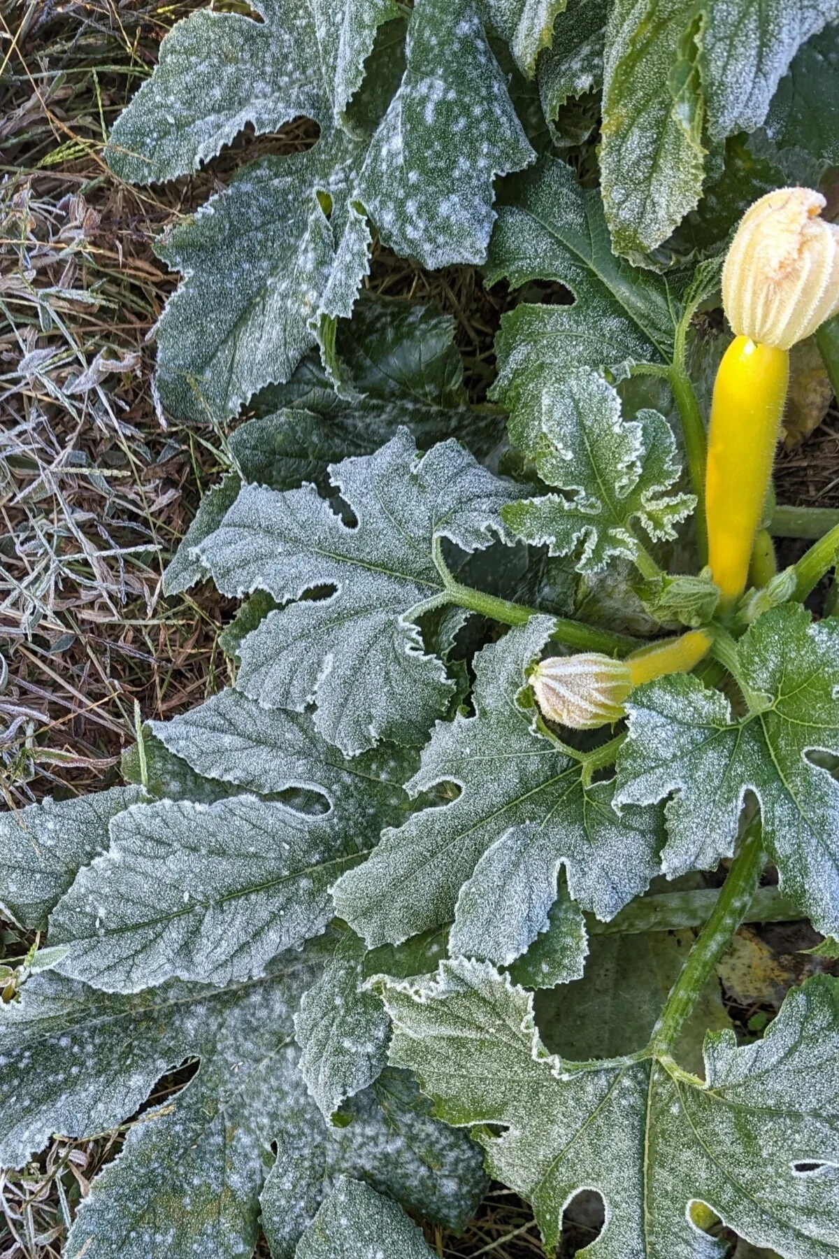 Summer squash covered in frost. 