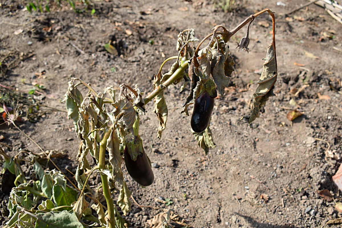Eggplants on a frost-killed stem. 