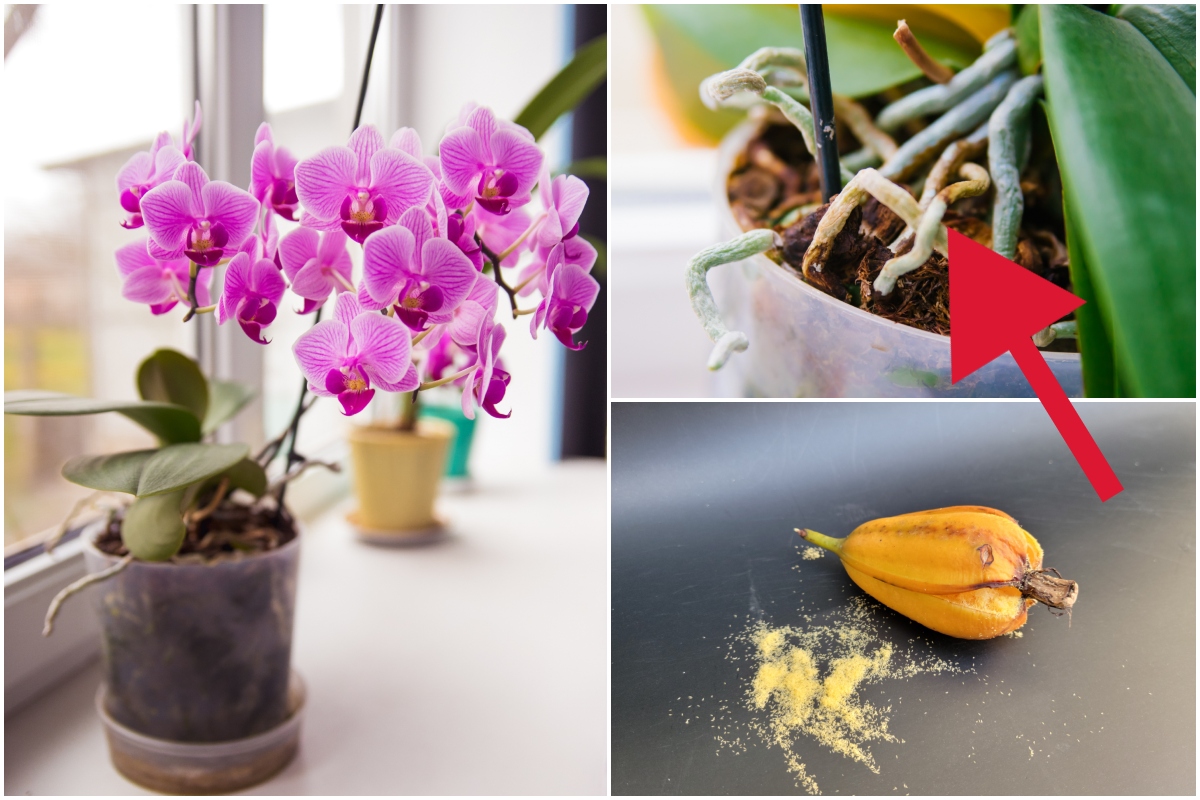 An orchid in full bloom, a close up of orchid roots and an orchid seed pod. 
