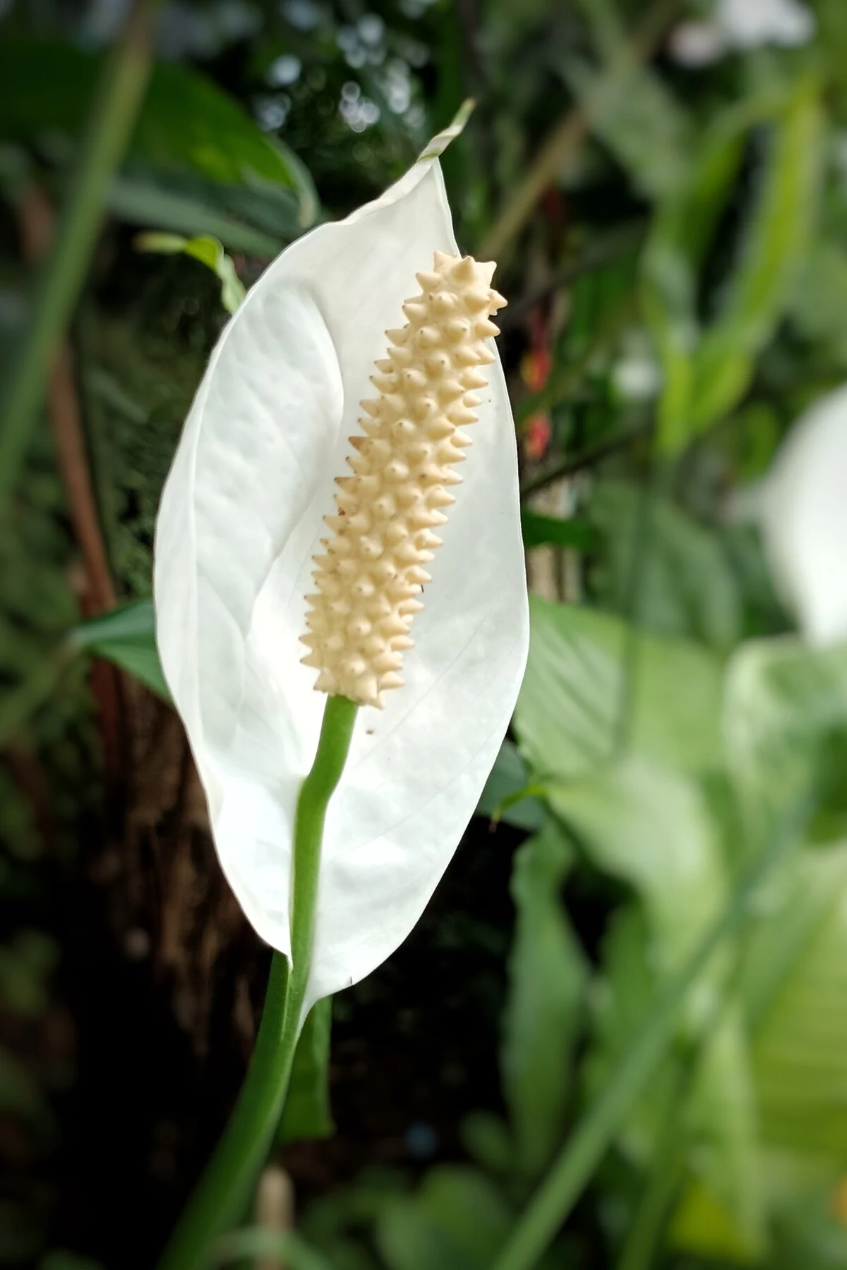 Close up of peace lily bloom