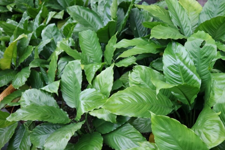 The Real Reason Your Peace Lily Won’t Bloom