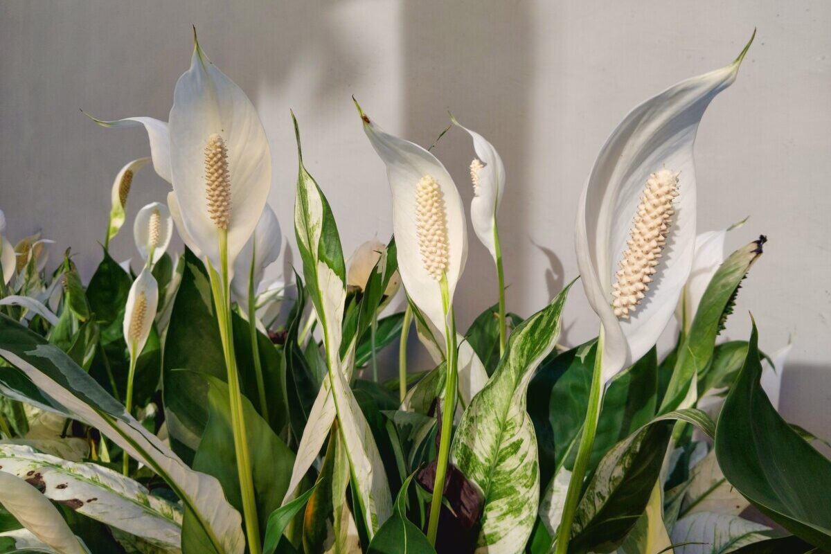 Variegated peace lily growing outdoors
