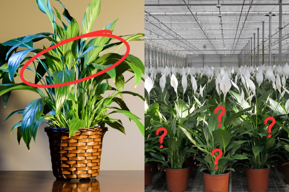 The Real Reason Your Peace Lily Won’t Bloom