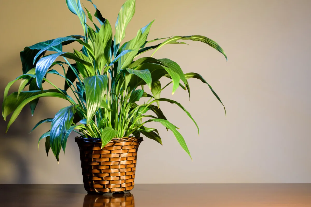 Peace lily in basket, no blooms