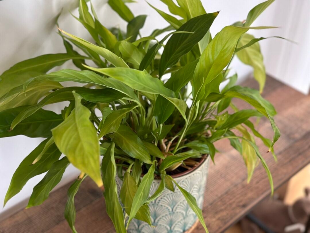The Real Reason Your Peace Lily Won’t Bloom