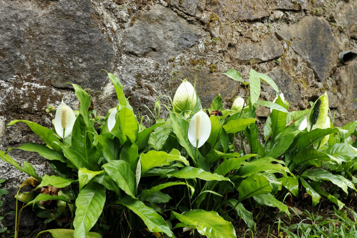 Peace lily growing along a wall