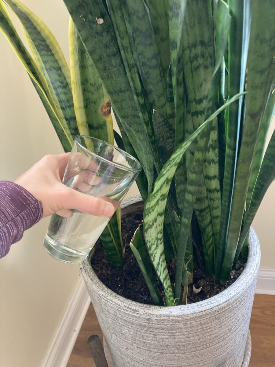 10 Things Every Snake Plant Owner Needs To Know