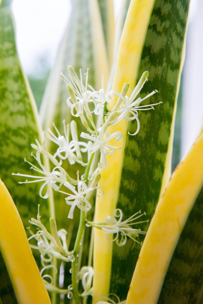 10 Things Every Snake Plant Owner Needs To Know
