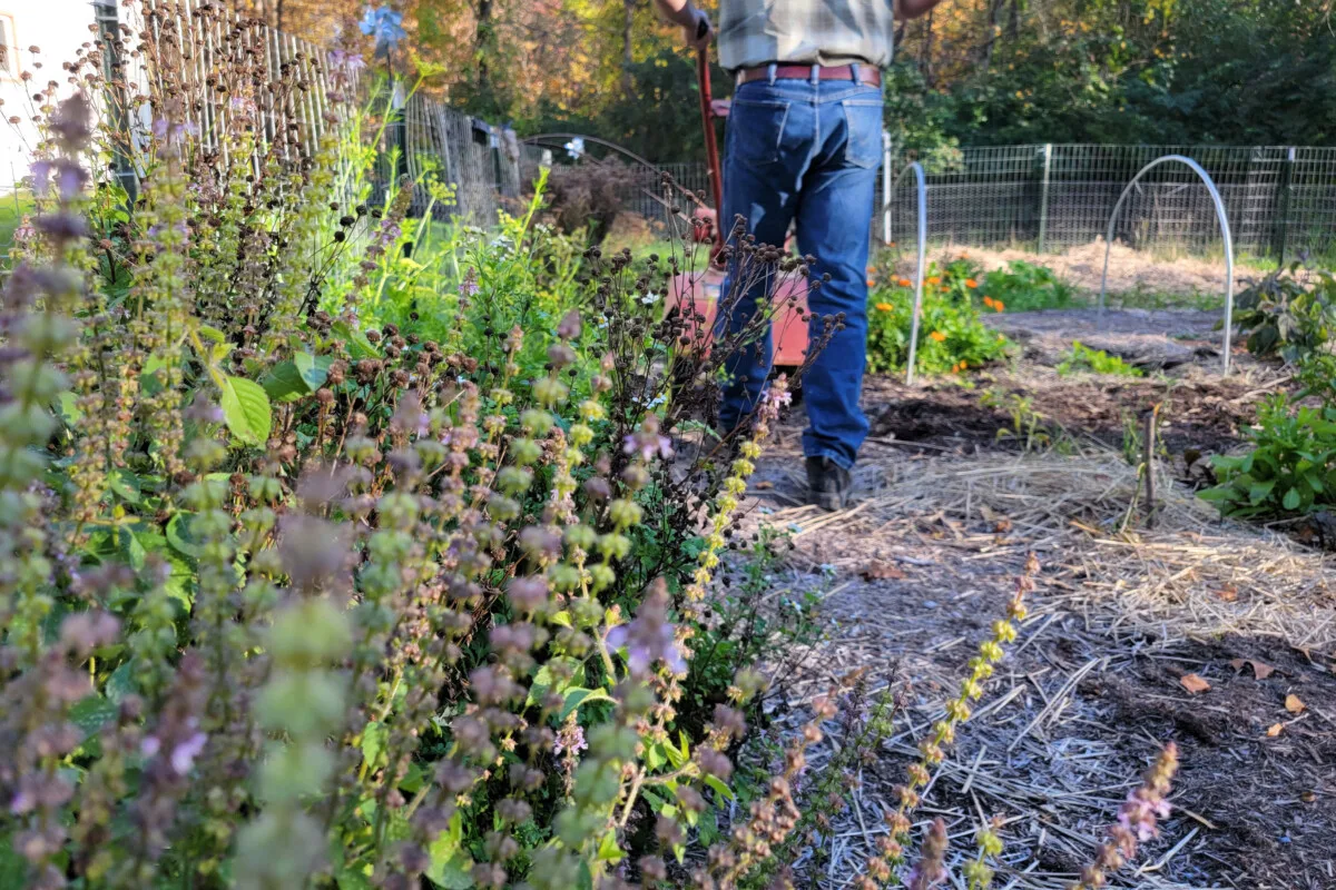 Tulsi basil growing in forefront, man with tiller in background. 