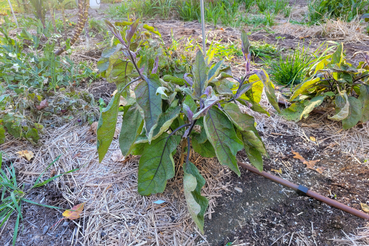 Frost damaged eggplant