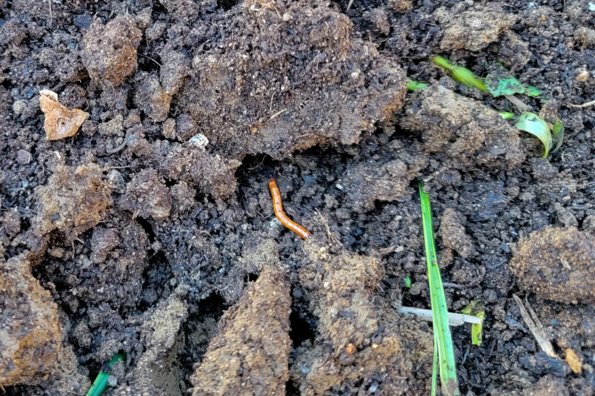 Wireworm in dirt.