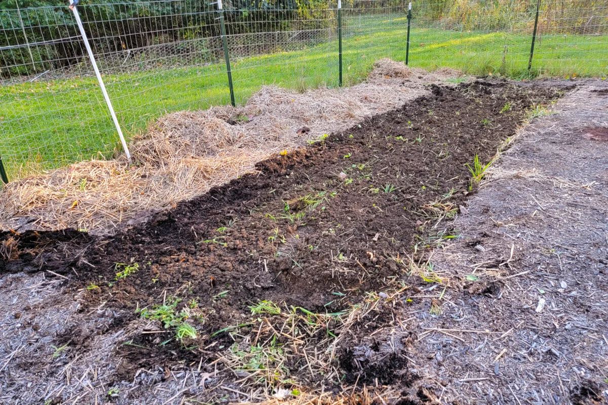 Freshly tilled garden row
