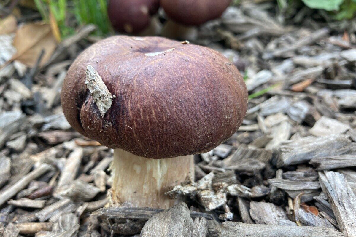 Small wine cap mushroom in mulch