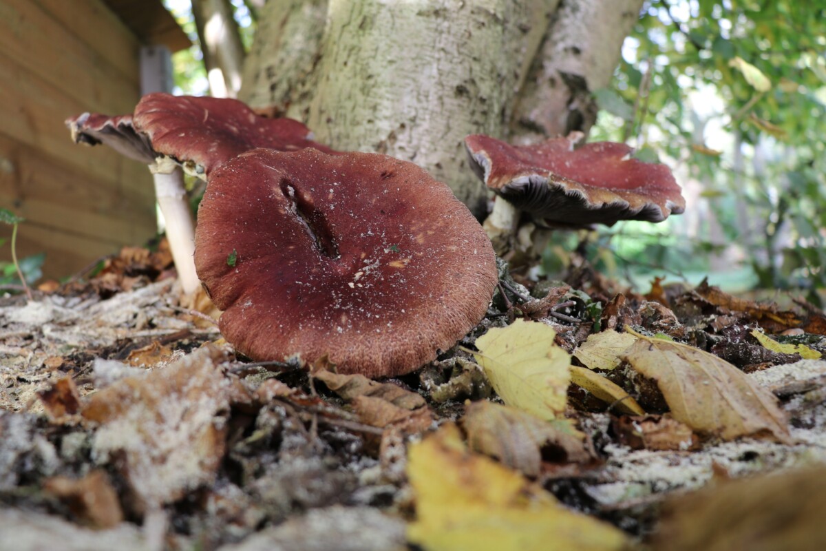 wine cap mushrooms at the base of a tree