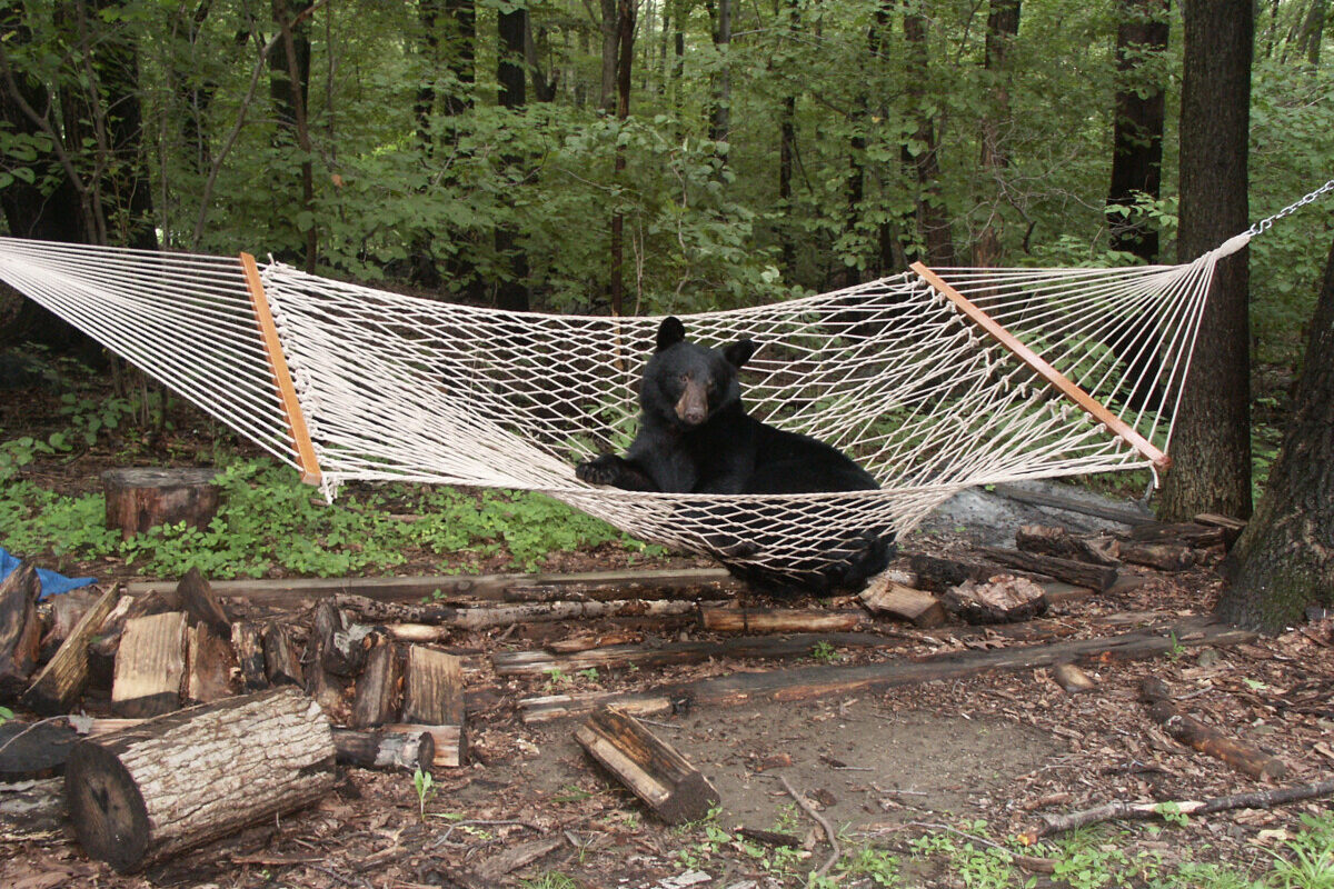 Black bear lying in hammock