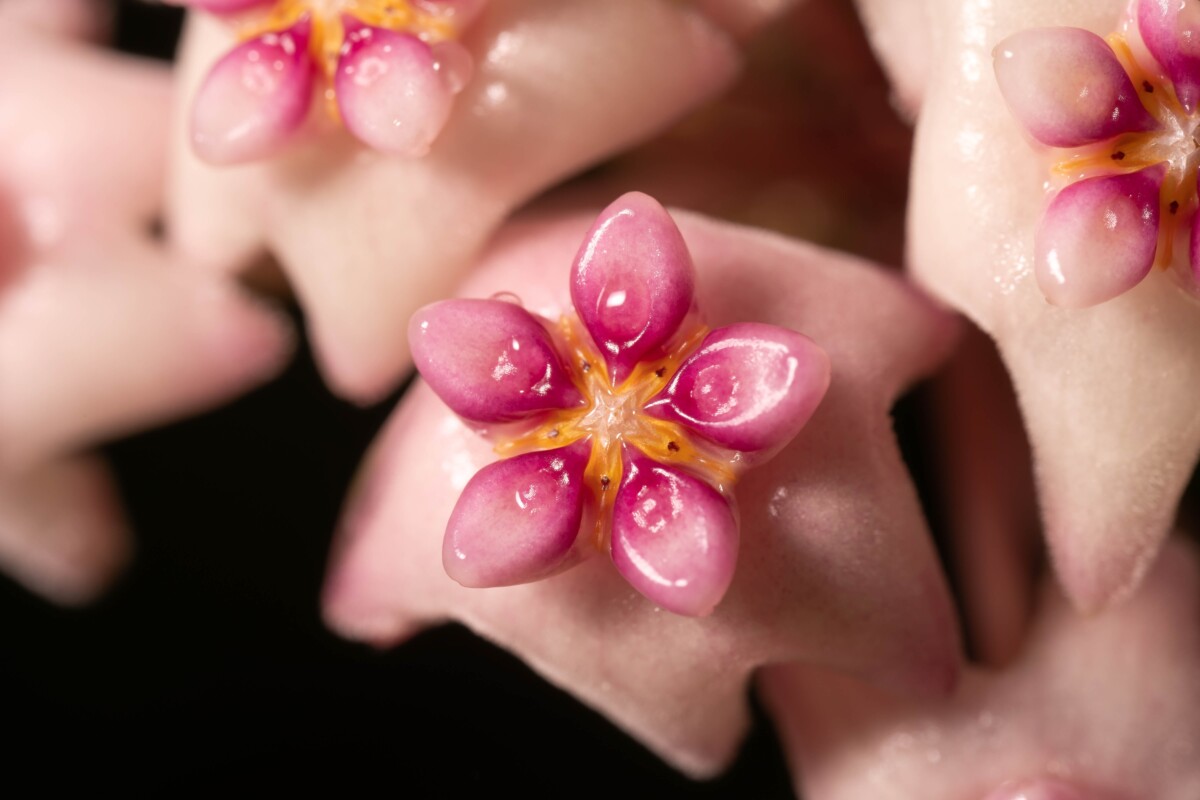 close up of hoya flower