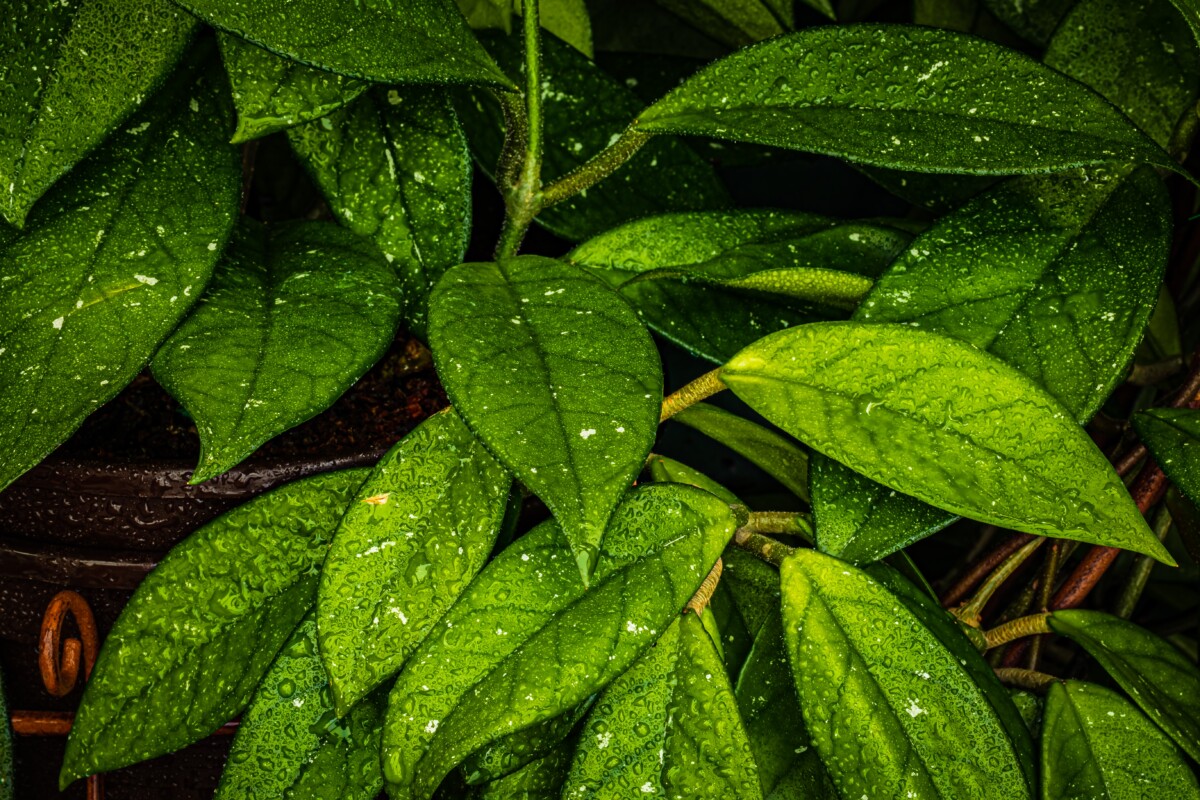 Waxy hoya leaves. 