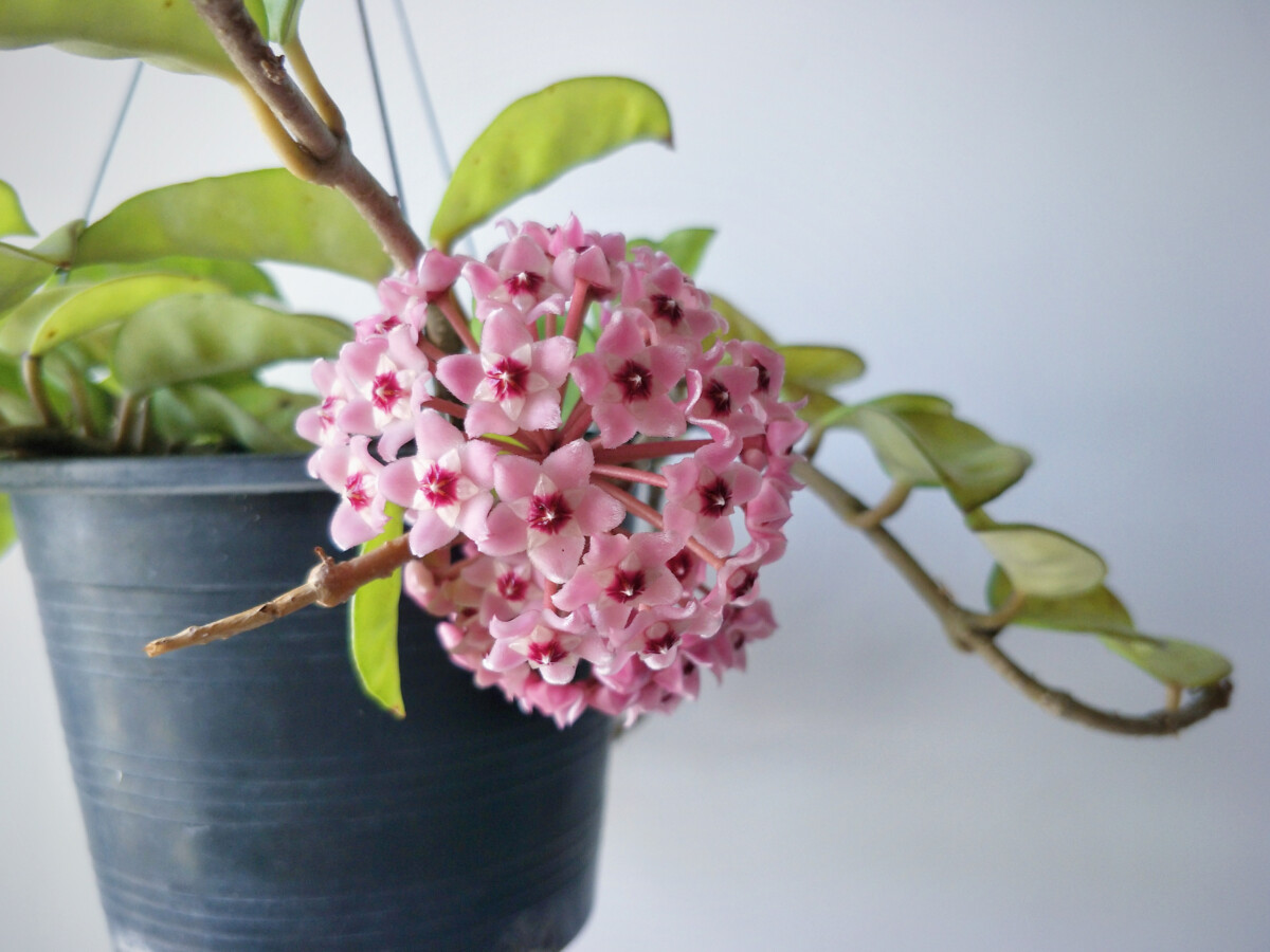 Blooming potted hoya
