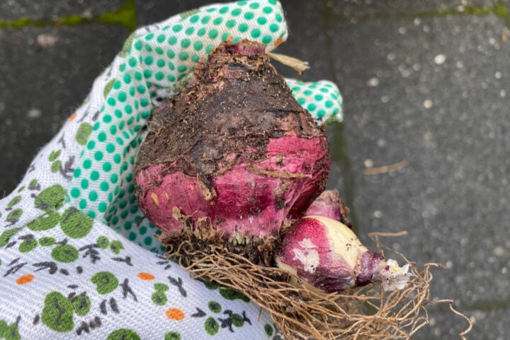 6 Bulb Planting Mistakes That Will Spoil Your Spring Blooms