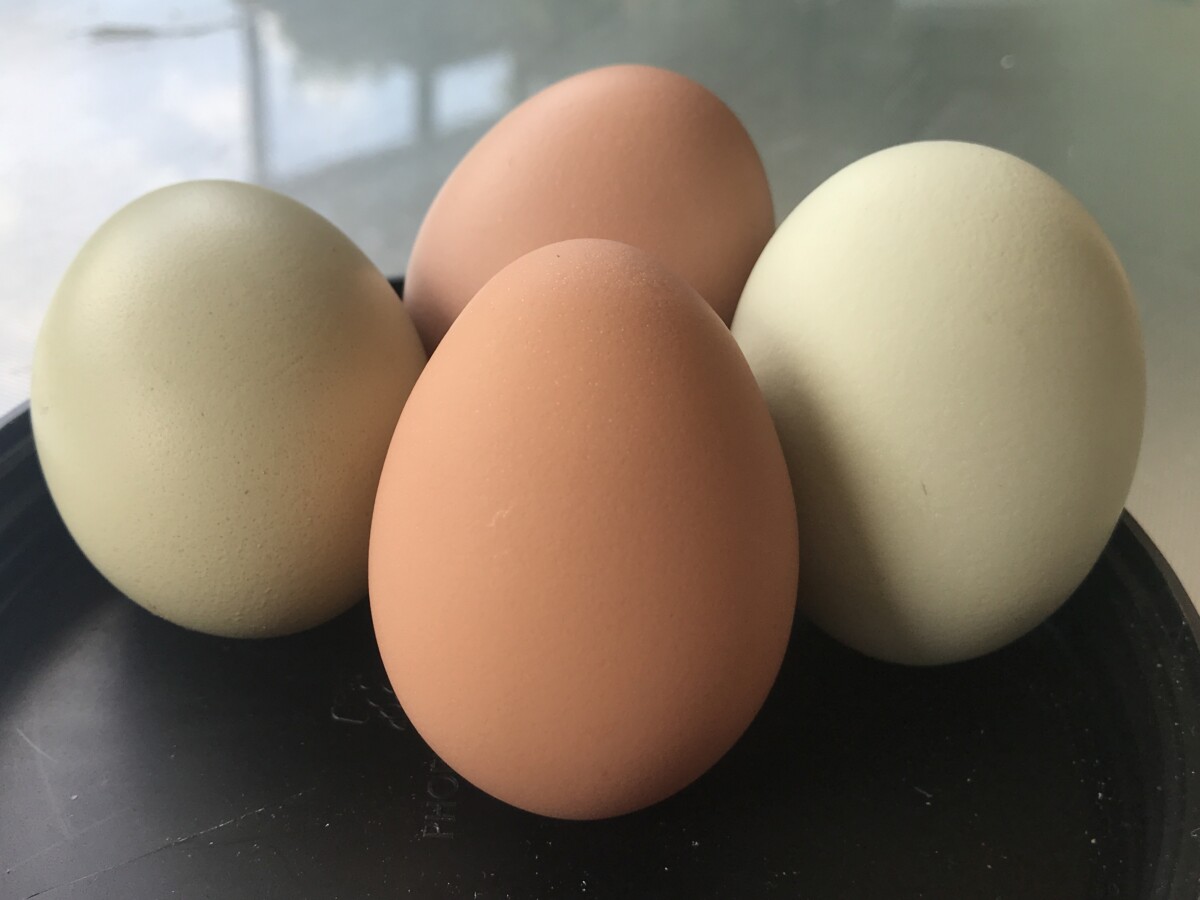 Four chicken eggs
