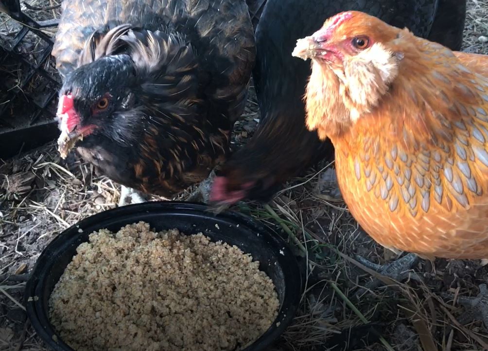 Several chickens eating fermented feed