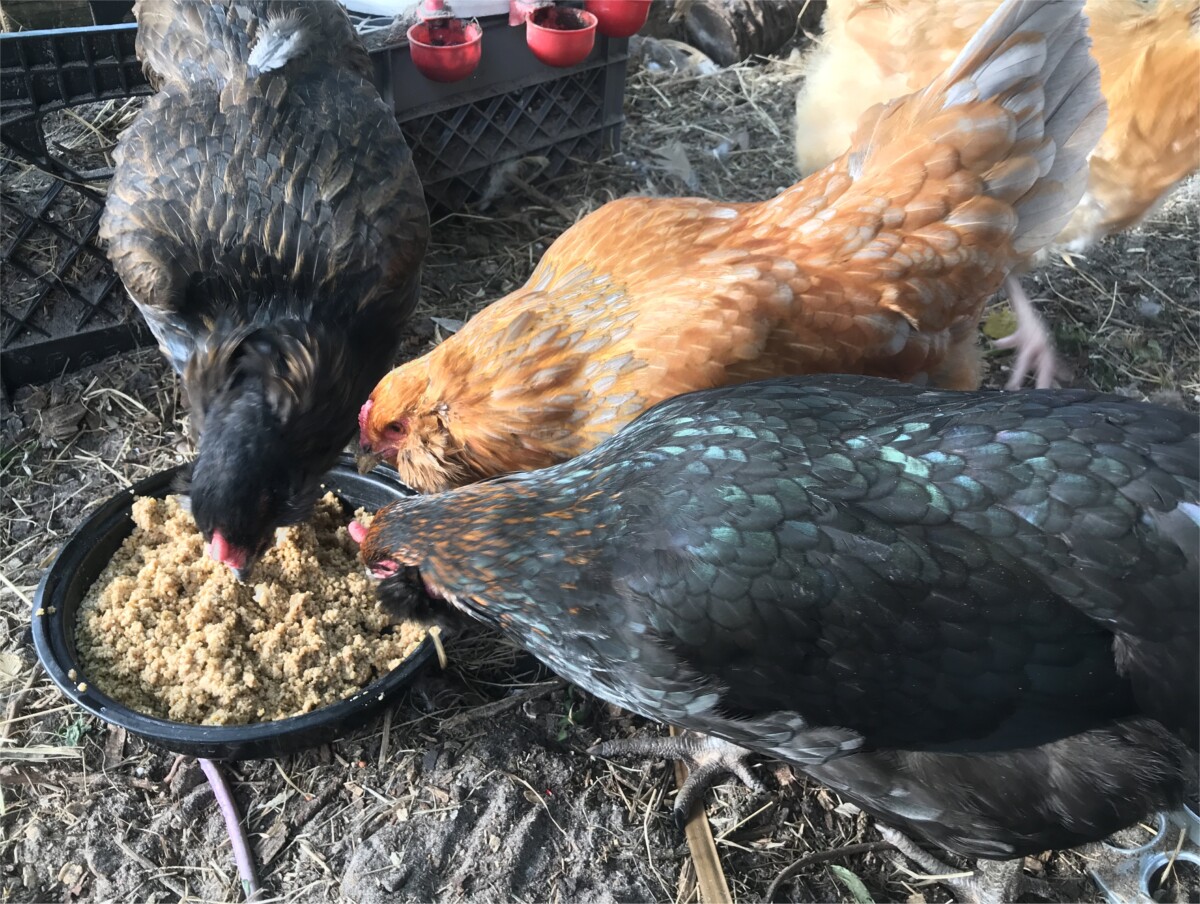 Several chickens eating a bowl of fermented chicken mash.
