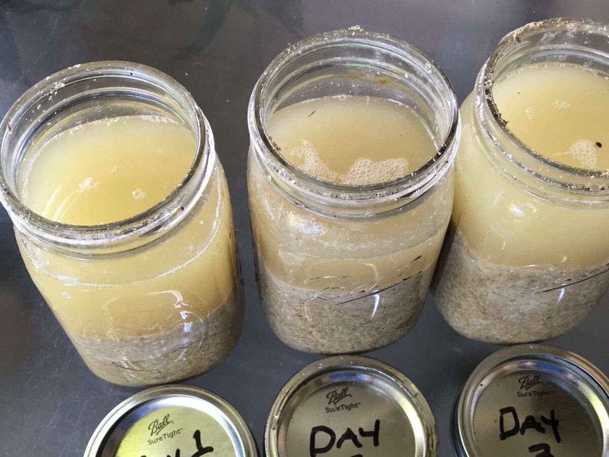Three jars of fermenting chicken feed with labelled lids, day 1, day 2, day 3