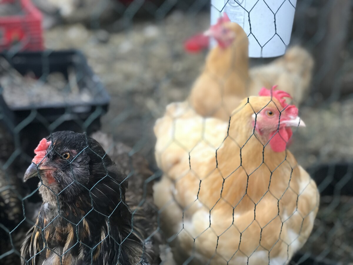 Several chickens behind chicken wire in a run. 