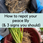 Repot-peace-lily