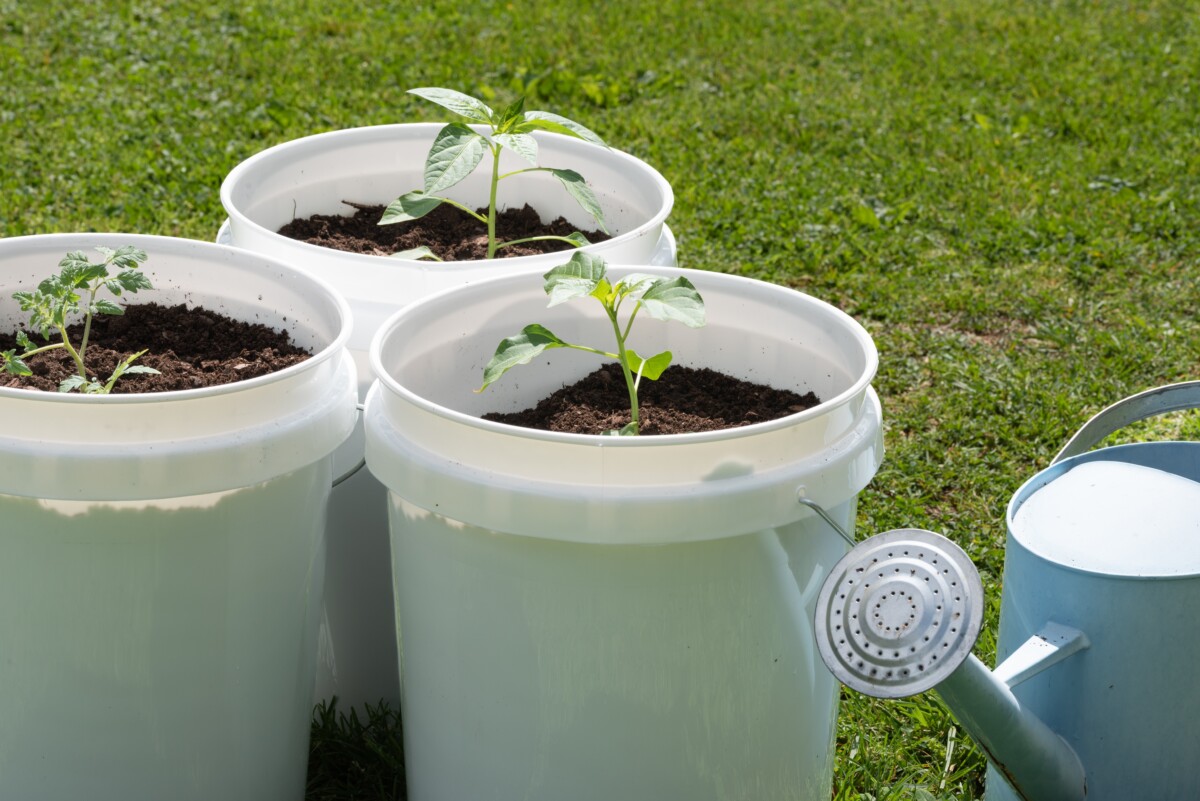 Tomato seedlings planted in 5-gallon buckets.