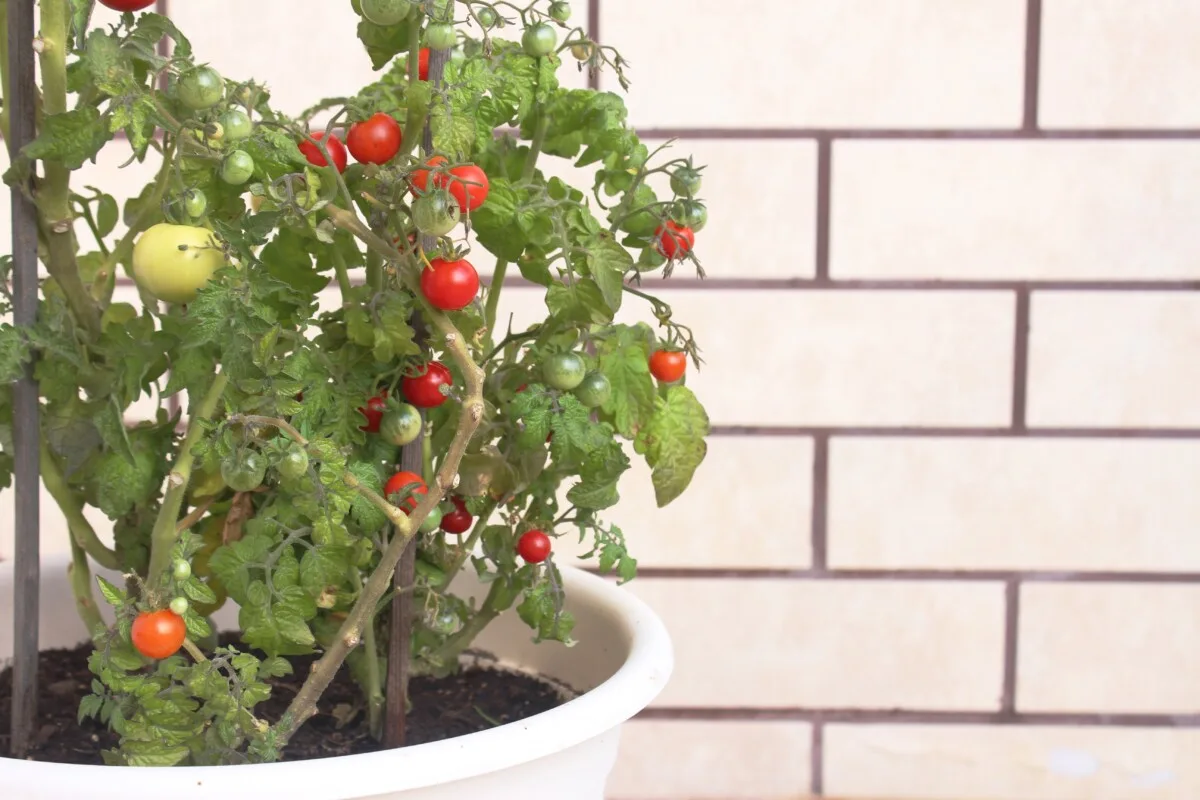 A healthy, compact cherry tomato grown in a container on a balcony.