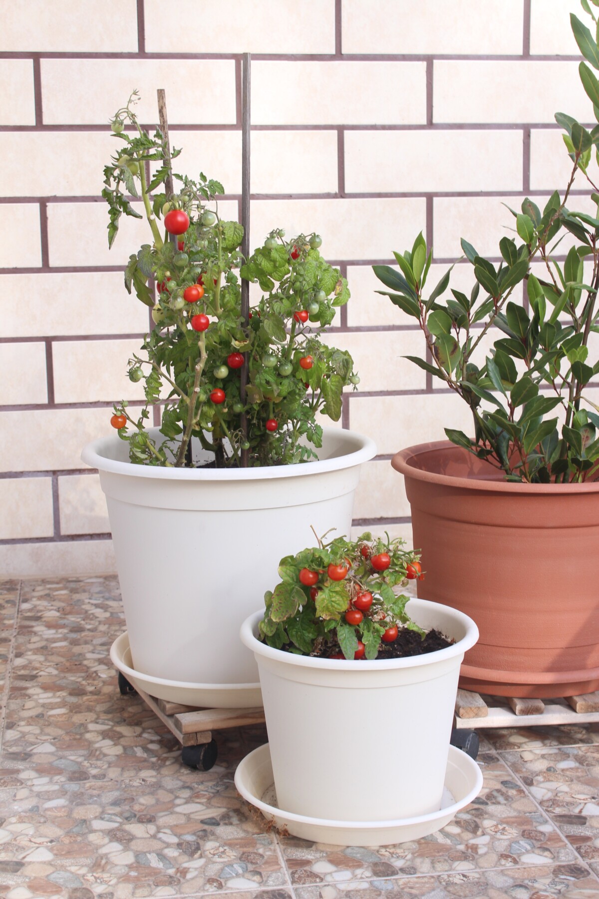Potted tomatoes on a balcony
