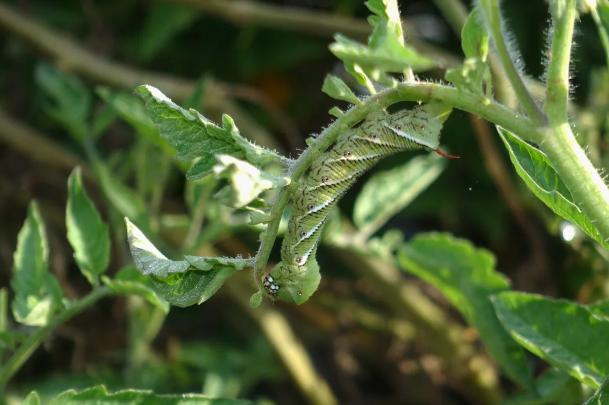 Tomato hornworm on plant.