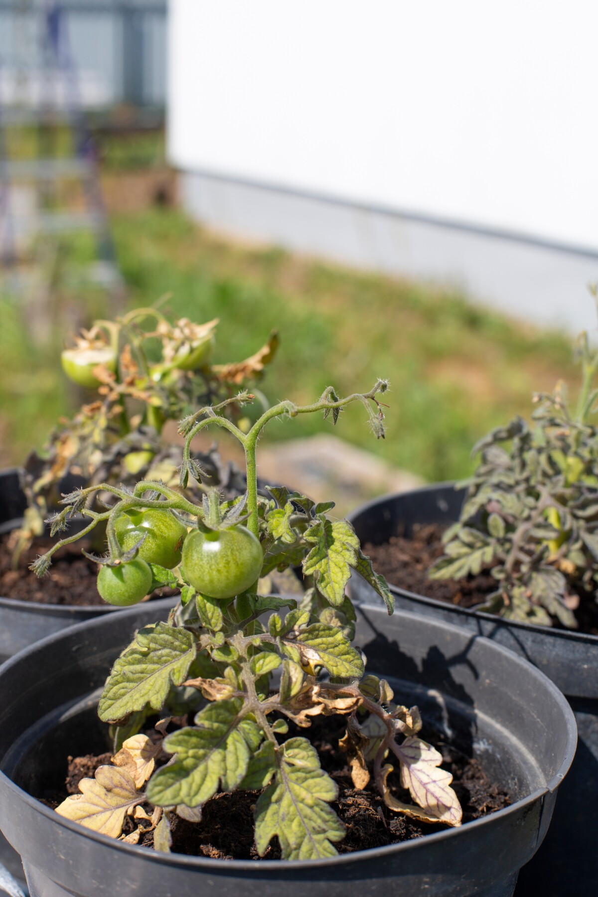 Three container grown tomatoes plants stunted by pest issues.