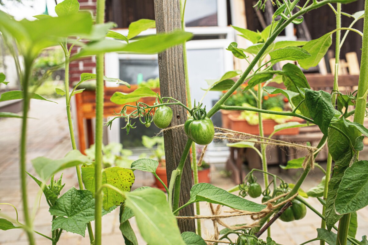 Trellised tomato plant growing in a pot on a patio. 