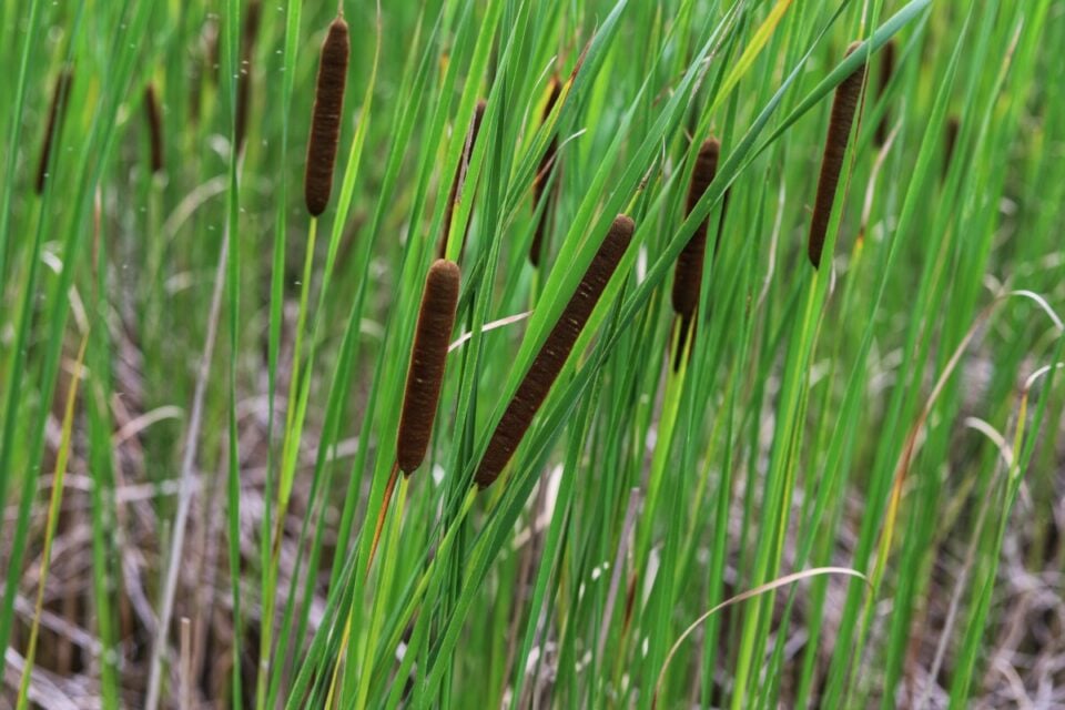 15 Reasons To Forage For Cattail All Year Round