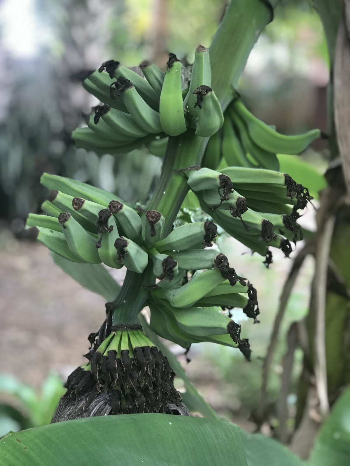 Banana tree with lots of unripe, green bananas.