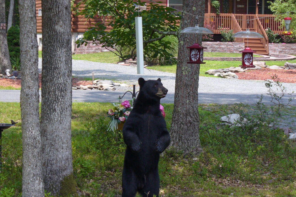Black bear looking at bird feeders at a home
