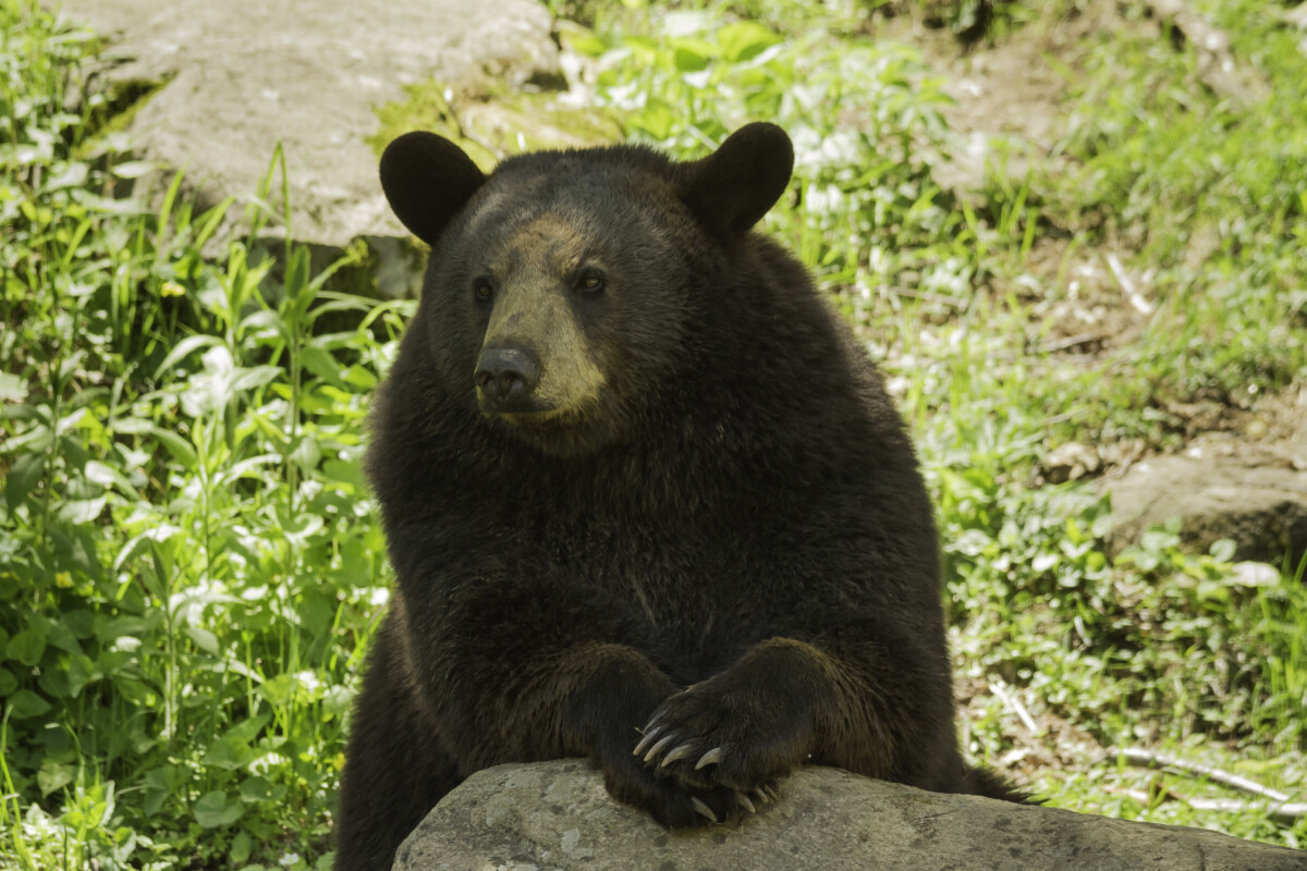 Black bear with paws crossed