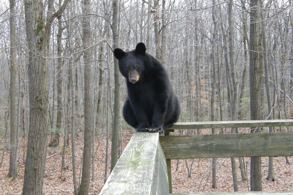 Black bear sitting on porch rail