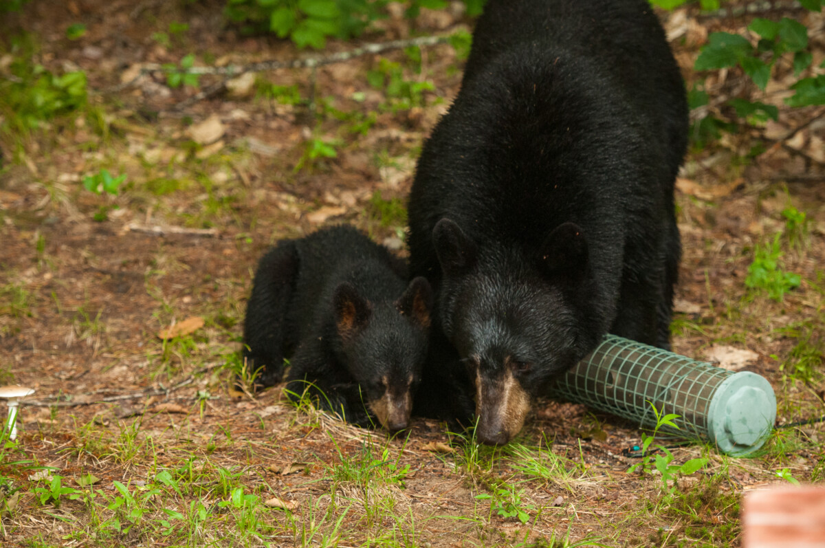 Black bear mother and cub eating bird seed from bird feeder on ground