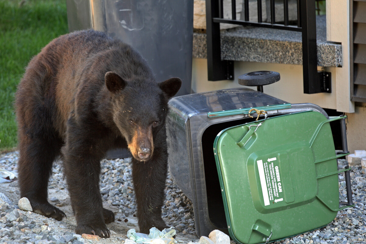 Black bear looting garbage.